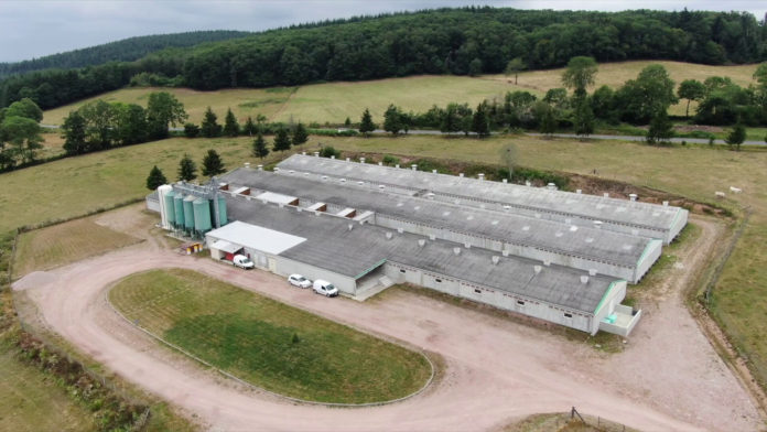 L’horreur d’un élevage intensif de cochons français dévoilée par L214