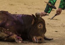 Le lien entre spécisme et violence établi par la science