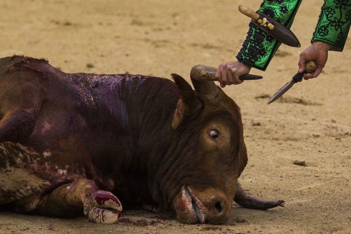 Le lien entre spécisme et violence établi par la science