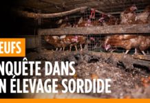 Élevage en cage : de nouvelles infractions graves constatées en Picardie