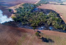 Gran Chaco, une forêt d’Amérique du Sud rasée encore plus vite que l’Amazonie