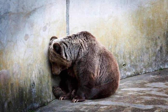 La lutte contre la captivité animale lourdement réprimée par la justice belge