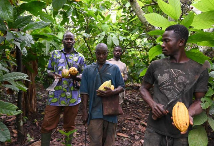 Chocolat : victoire historique des producteurs de cacao contre les multinationales