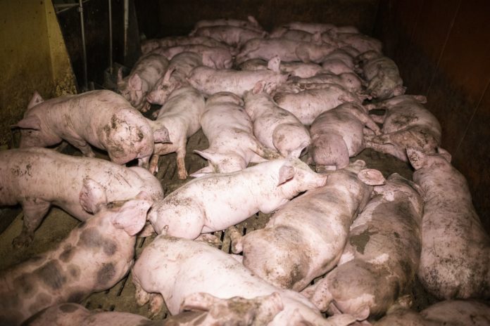 La Politique Agricole Commune incapable de répondre aux crises actuelles