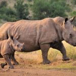 white-rhino-4997858_1280