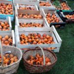 131914969_251074473100350_6024475109587576268_o