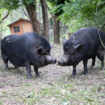 139761724_245903333575049_6048903744116340242_n