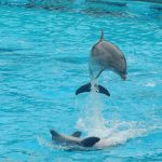 15011722295_580fa645af_o