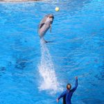 20671526033_2c86c6926b_o