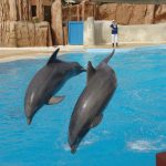 4578658877_1dc6fc7bca_o