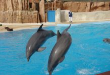 Les dauphins du Parc Astérix nagent en pleine incertitude !