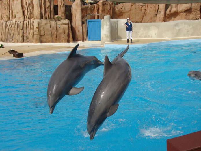 Les dauphins du Parc Astérix nagent en pleine incertitude !