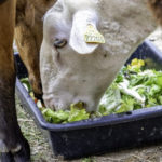 altervita-5356-768×512