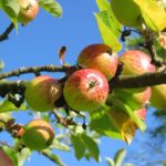 apple-tree-360083_1280