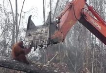 Virus : nier leur origine structurelle, c’est ouvrir les bras à d’autres pandémies