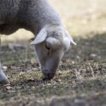 bouledeneige-brebis-altervita