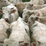 countryside_kuh_cow_ko_mucca_campagne_vache_vaca-422758 (1)