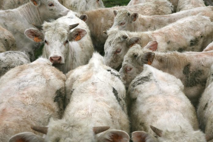 Étude : un seul jour sans viande a plus d’effets que de manger 100% local