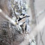 Faune sauvage alentour, Pic-Epeiche, @ClémentBastie