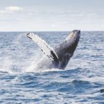 humpback-whale-1209297_1280