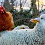 img_7602-e1582137430664-736×329