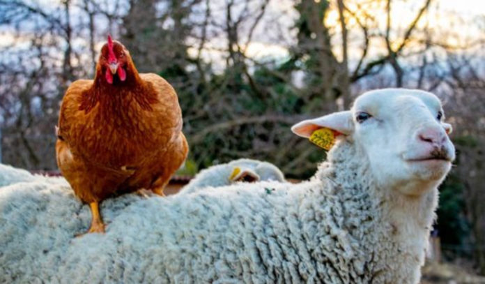 Altervita : ce refuge pour animaux d’élevages a sauvé des milliers de poules