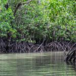 mangroves-5205415_1280