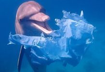 Étude : la pollution plastique assassine la faune marine. Comment y mettre fin ?