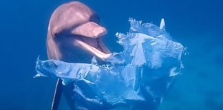 Étude : la pollution plastique assassine la faune marine. Comment y mettre fin ?