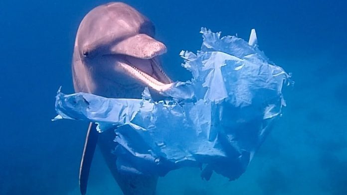 Étude : la pollution plastique assassine la faune marine. Comment y mettre fin ?