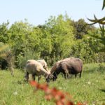 refuge-mistral-brebis-champ