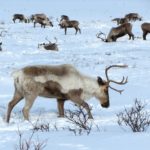 reindeer-2524817_1280
