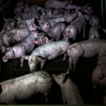 cochons-enclos-engraissement-salete-dejection