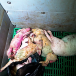 cochons-morts-bac-equarrissage-2