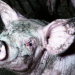 cohcon-yeux-rougis-environnement-malsain