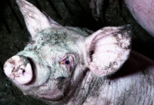 Abus dans un élevage Herta : une inspection préfectorale mensongère ?