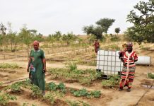 SOL : Assurer la souveraineté alimentaire par l’agroécologie paysanne