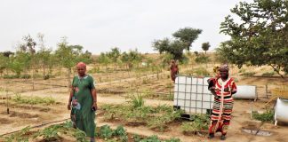 SOL : Assurer la souveraineté alimentaire par l’agroécologie paysanne