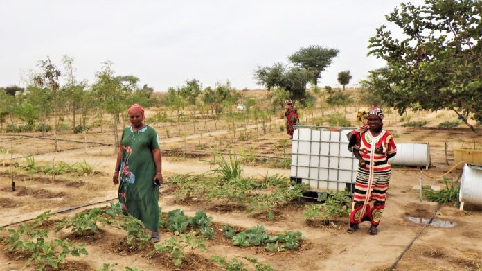 SOL : Assurer la souveraineté alimentaire par l’agroécologie paysanne