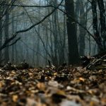 les-animaux-anonymes-5