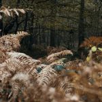 les-animaux-anonymes-9