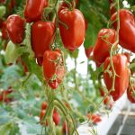 Tomates Cornue des Andes – Les Sourciers