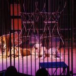 Au-Cirque,-Quand-les-tigres