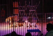 Loi contre la maltraitance animale : entre avancées historiques et vigilance