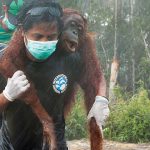 borneo-orangutan-rescue_orig