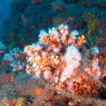 Corail et filet de pêche