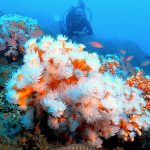 Corail secteur Punta de la Mona en Espagne