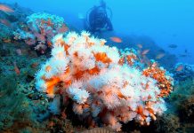 Au large de l’Espagne, des associations œuvrent pour préserver les coraux méditerranéens