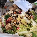 freeganisme-Contenu-dune-poubelle-fruits-legumes