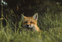 Malgré son inefficacité avérée, l’abattage de la faune sauvage toujours pratiqué